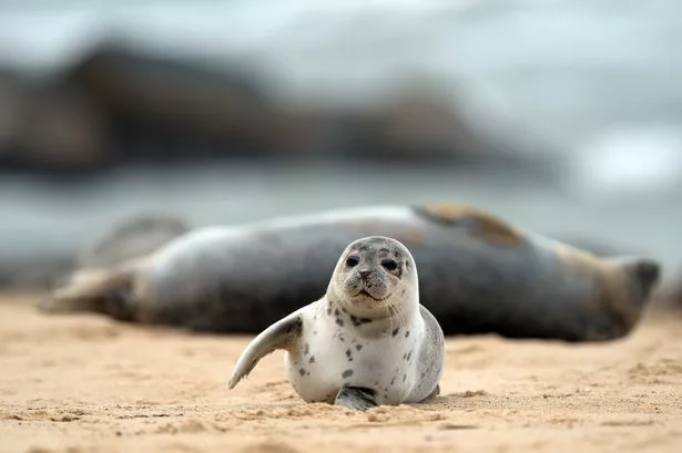 seal pups