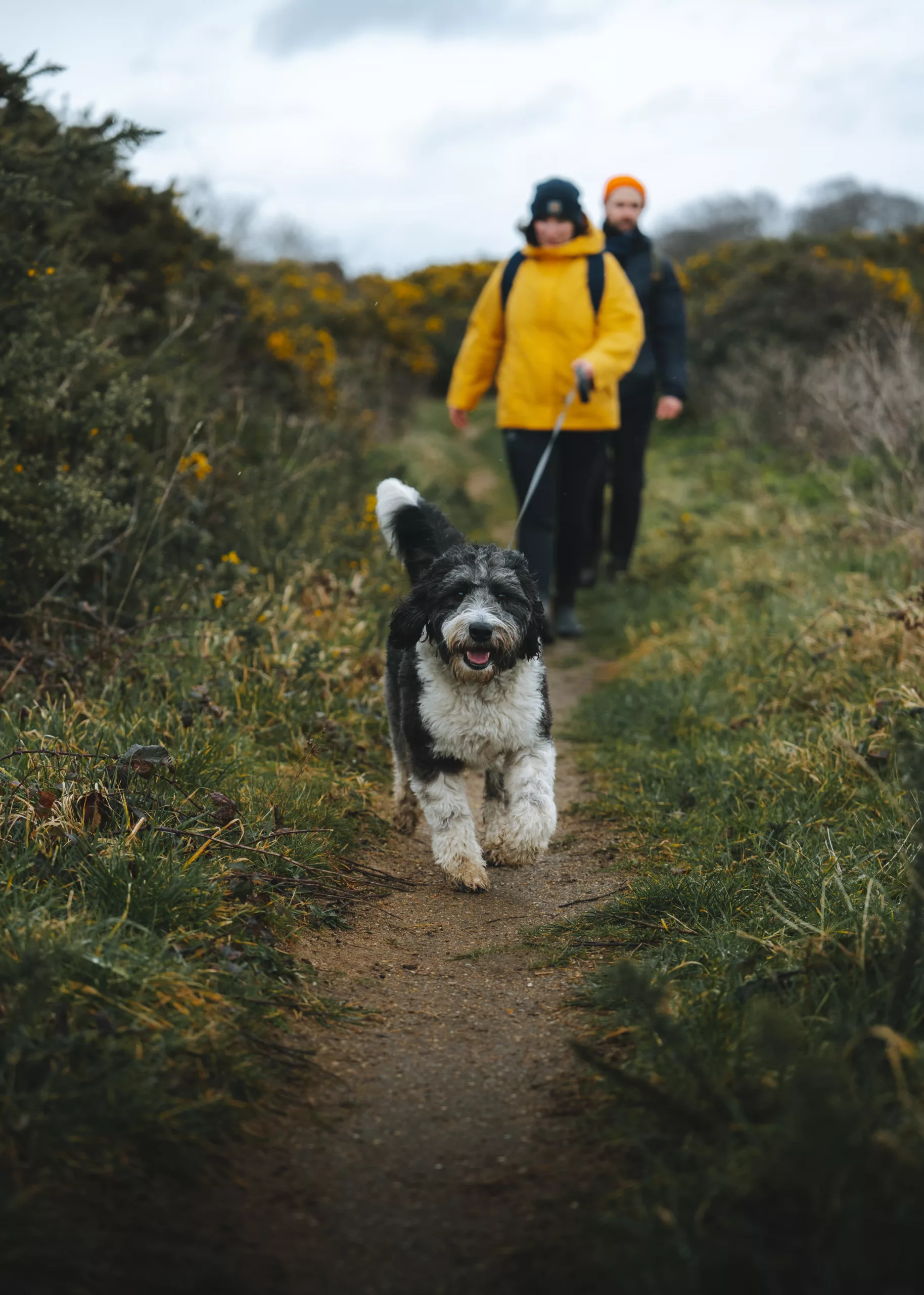 A couple walking their dog through Wiveton Downs