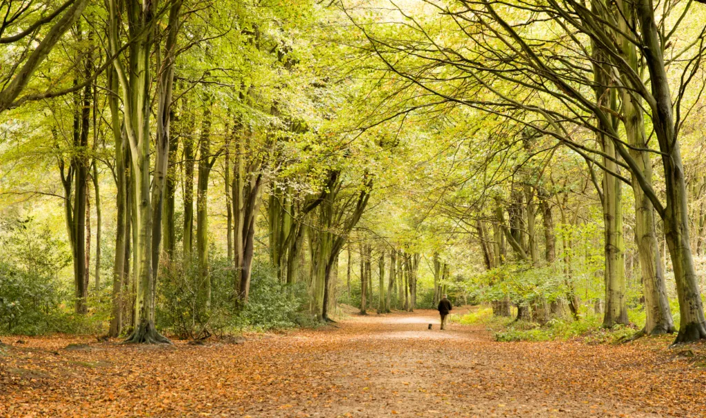 Bacton Woods