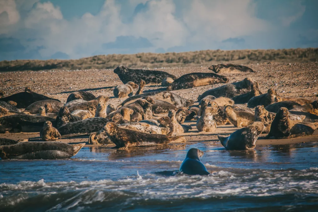 Group of seals on a beach