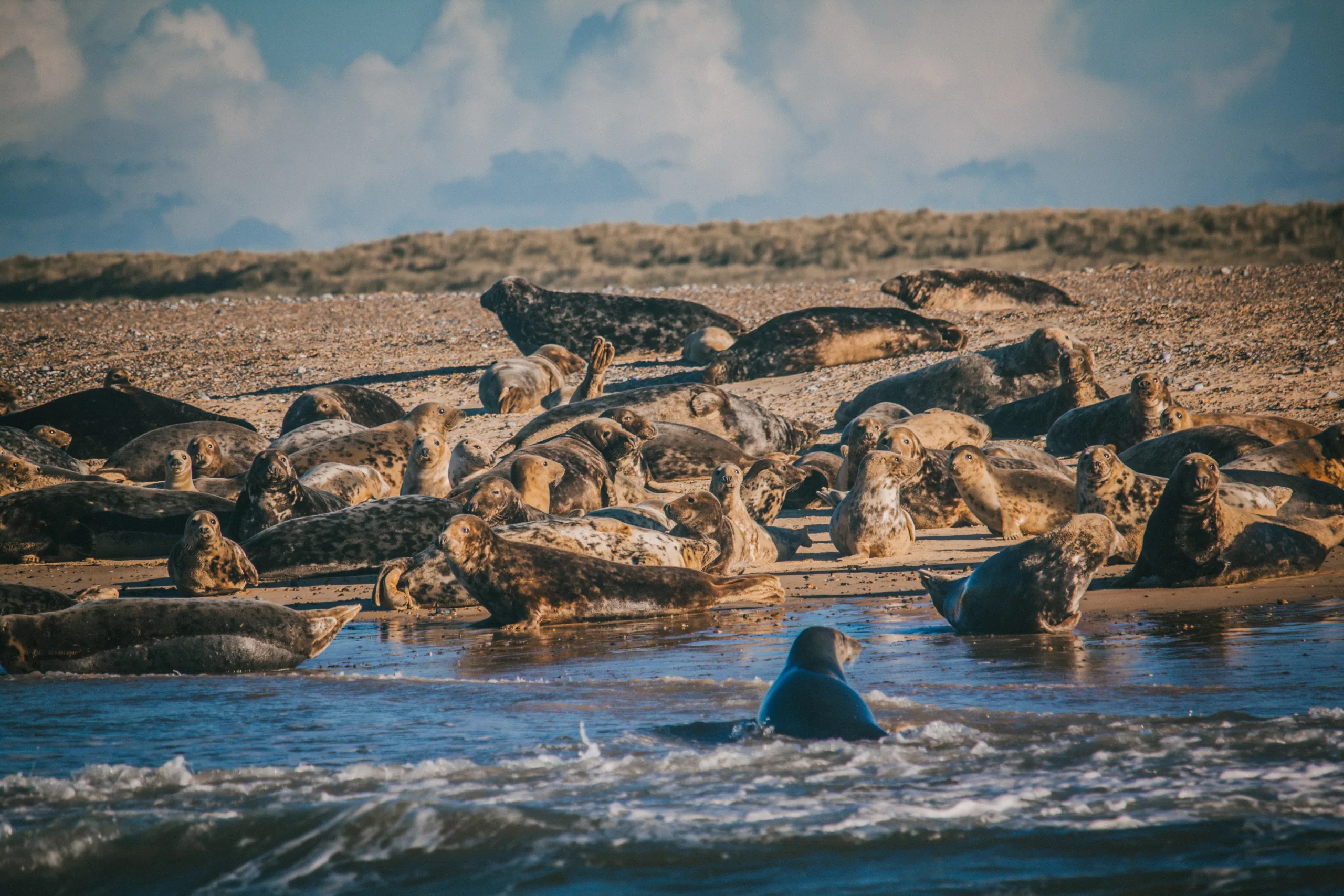 Group of seals on a beach