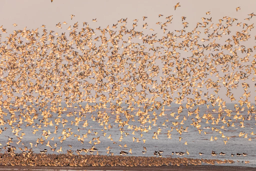 A flock of Knots flying at the beach at RSPB Snettisham Norfolk