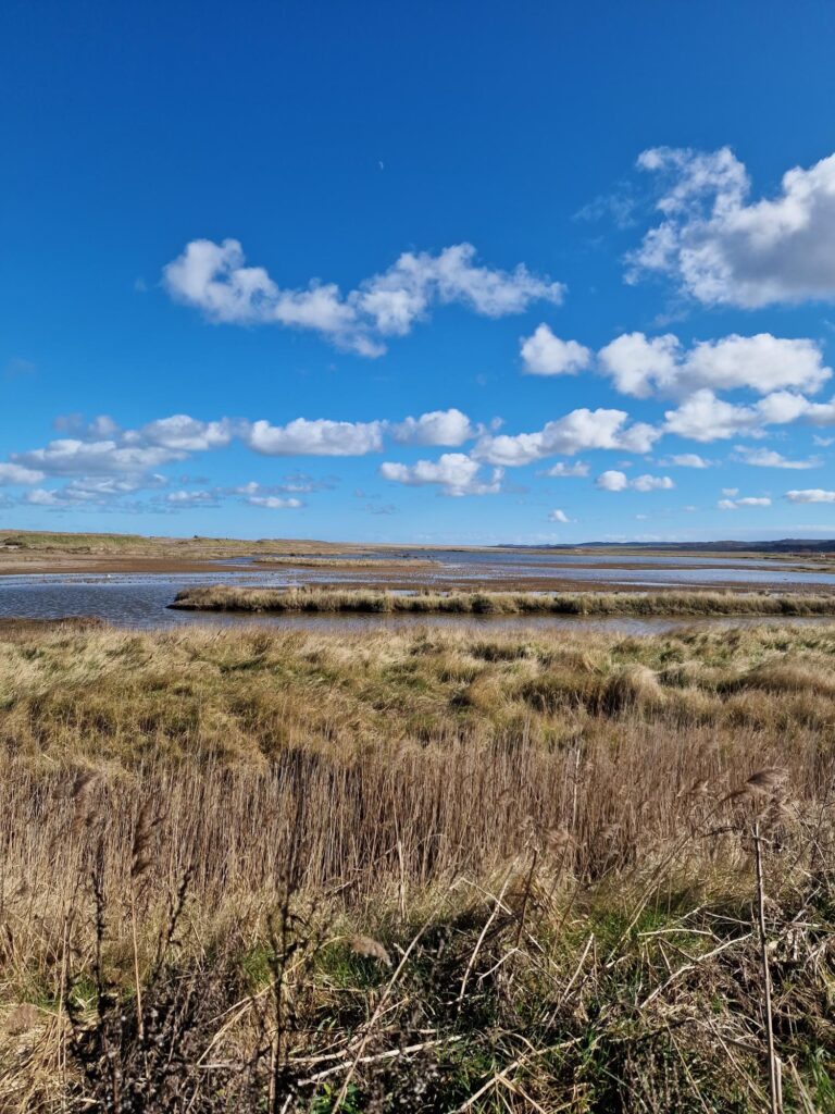 This picture shows the landscape at Cley. It is a saltmarsh area made up of yellowish/green reeds and bodies of shallow water. The image was taken on a clear day, with blue skies and very little clouds in the sky.