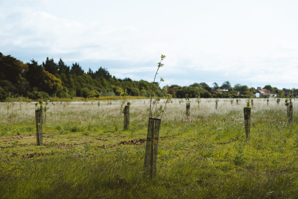A field with new small apple trees in them.