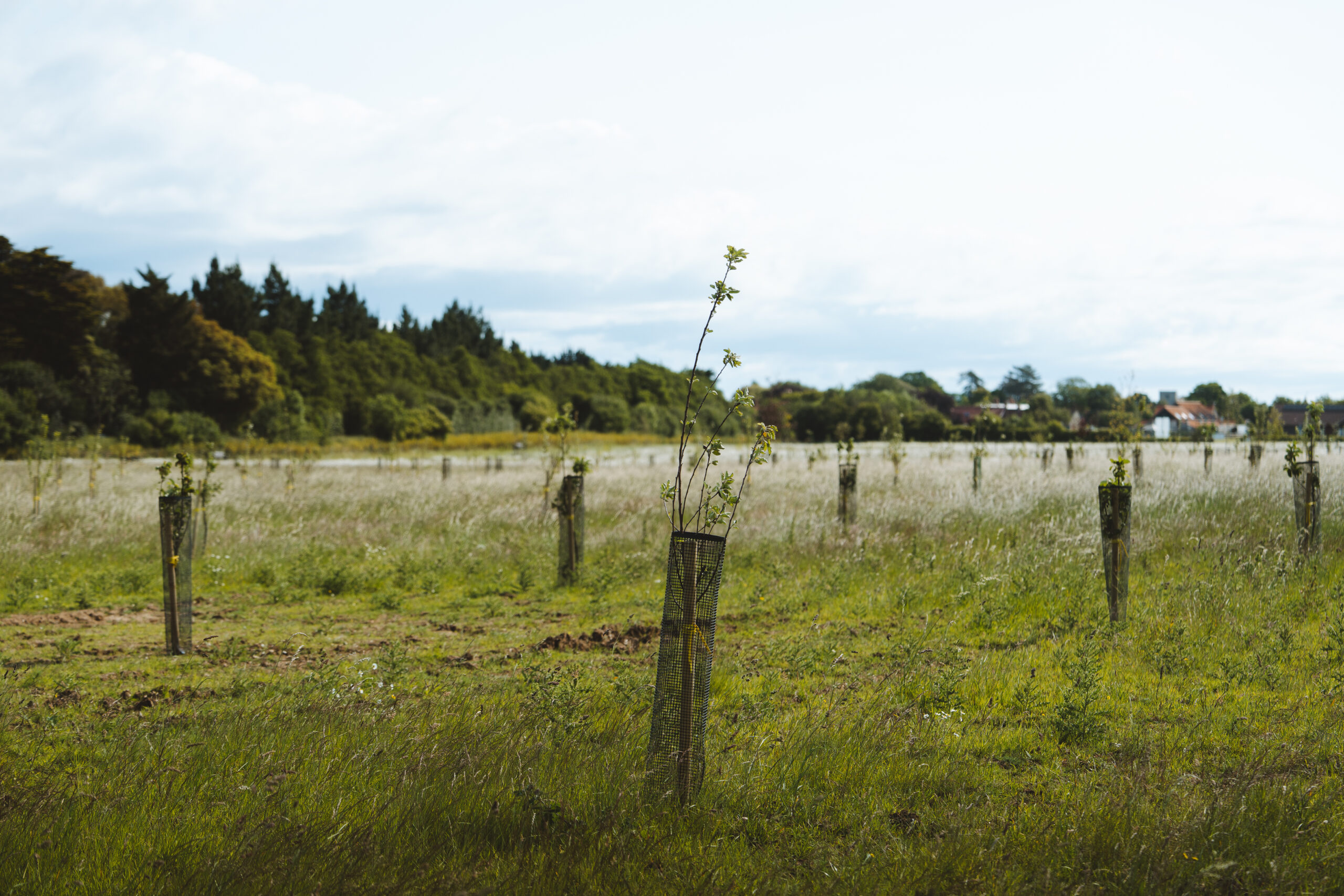 A field with new small apple trees in them.