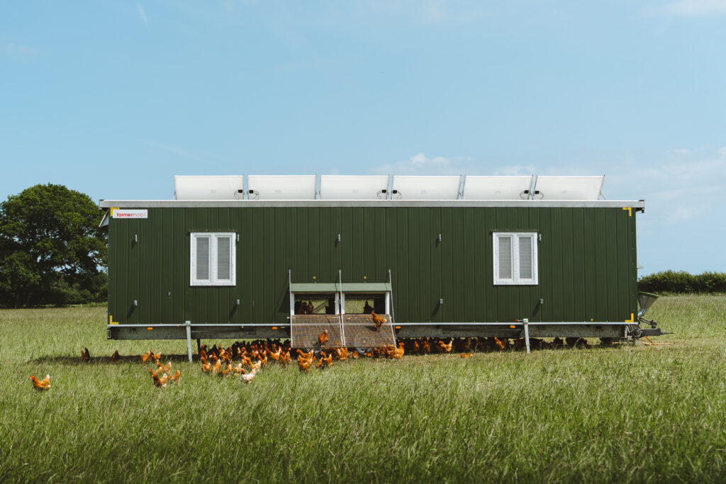 Chickens come out of a mobile hen house