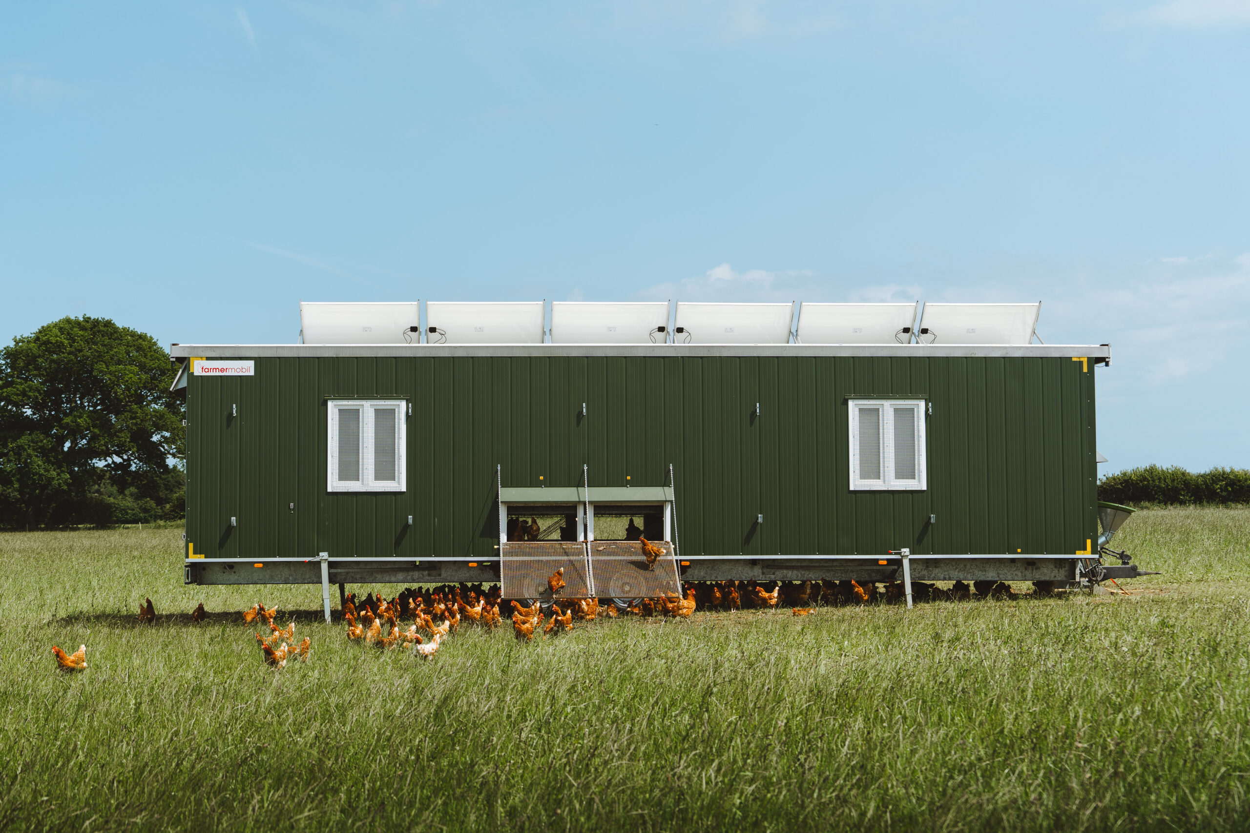 Chickens come out of a mobile hen house