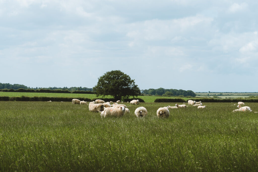 Sheep in a field