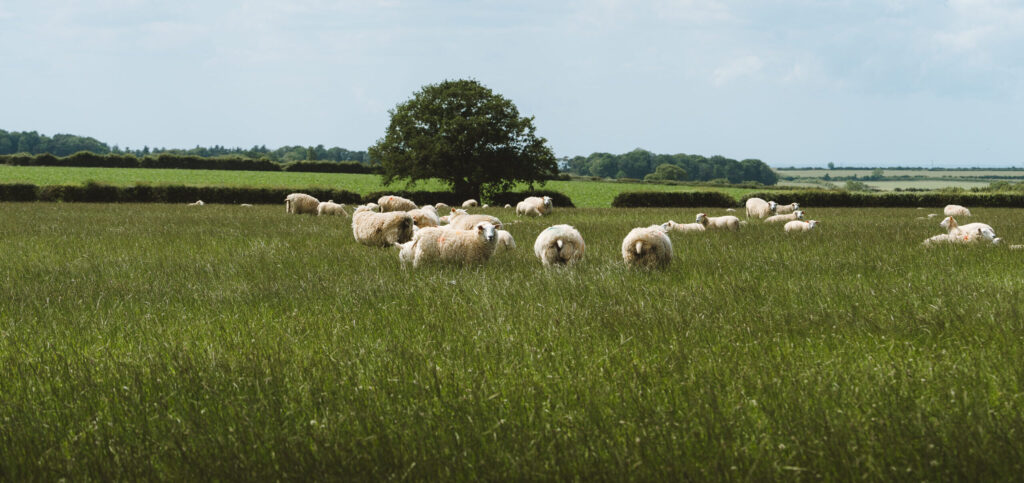 Sheep in a field