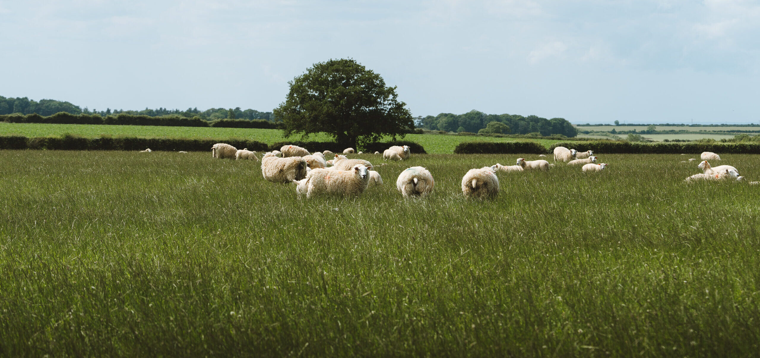 Sheep in a field