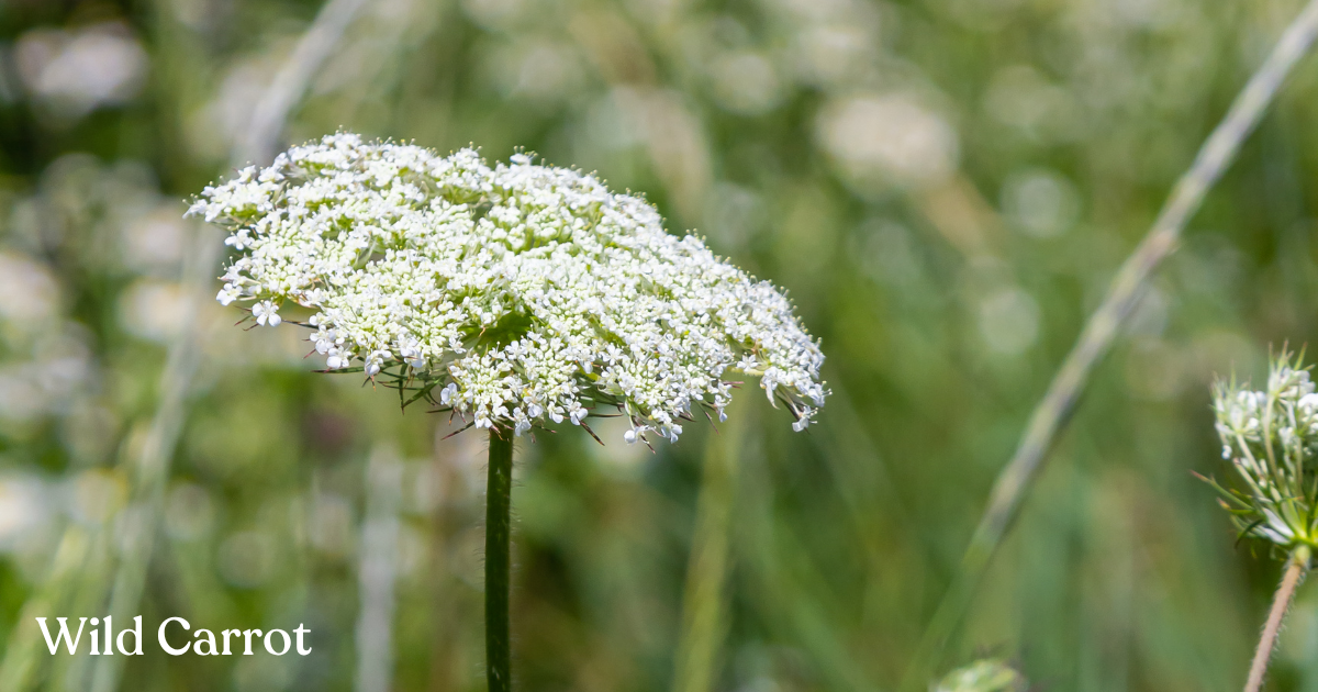 An image of wild carrot